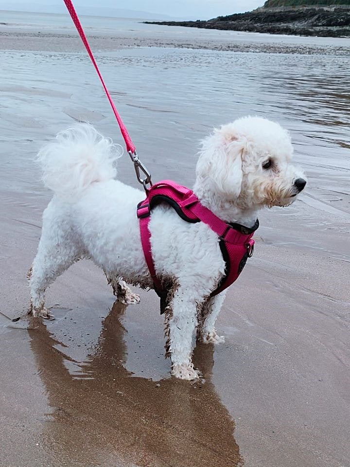 A white Bichon Frise dog with a pink lead, standing on damp sand at the seaside