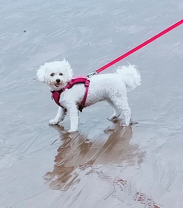 A white Bichon Frise dog with a pink lead standing on damp sand at the beach