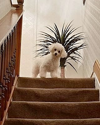 A Bichon Frise dog standing at the top of the stairs, looking down at the camera, with a green plant behind her