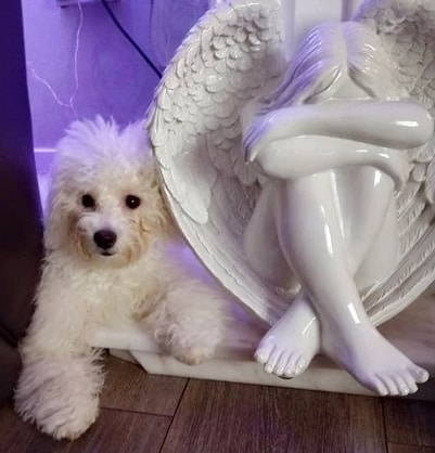 A white Bichon Frise lying down in a window frame next to a white pottery ornament