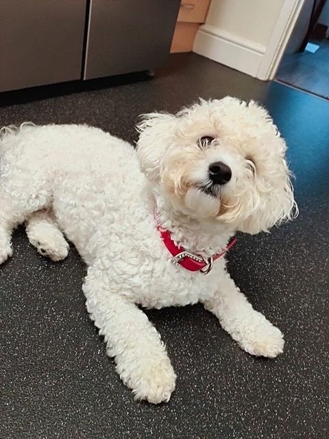 A white Bichon Frise lying down on a black floor in the kitchen