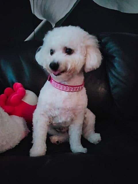 A white Bichon Frise dog with a pink collar, sitting down on an armchair