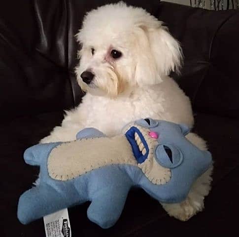 A Bichon Frise dog with a blue soft ply toy, with a black background