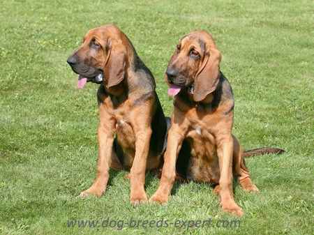 Two Bloodhounds sitting down on grass on the sunshine