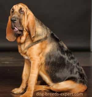 A Bloodhound sitting down indoors, looking at the camera, with a black background