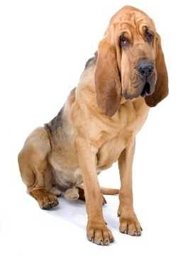 A Bloodhound sitting down looking at the camera, with a white background