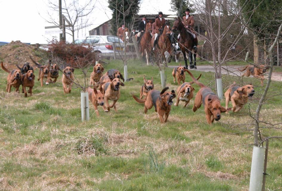 A pack of Bloodhounds on the hunt across green fields