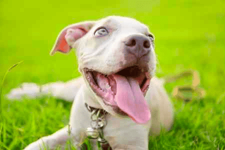 A white Blue Nose Pit Bull lying down on grass