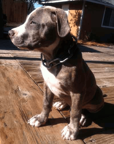 A Blue Nose Pit Bull puppy sitting down on a wooden table, looking to the side