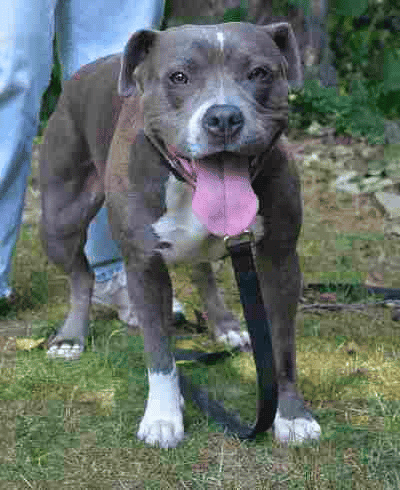 A Blue nose Pit bull looking straight at the camera, standing on grass.