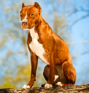 An American Pit Bull Terrier with cropped ears, sitting down.