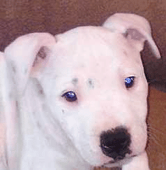 A white Staffordshire Bull Terrier with uncropped ears, looking at the camera.