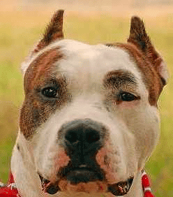 A head close up of an American Staffordshire Terrier with cropped ears