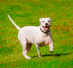 An American Bull Dog running on green grass.