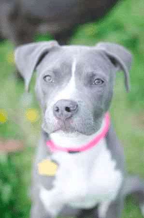 A grey Blue Nose Pit Bull puppy looking at the camera.