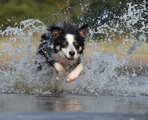 A Border Collie running across a river, spraying water around, while looking intently ahead.