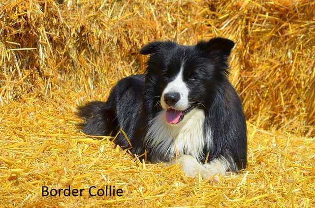 A Border Collie lying on bales of hay