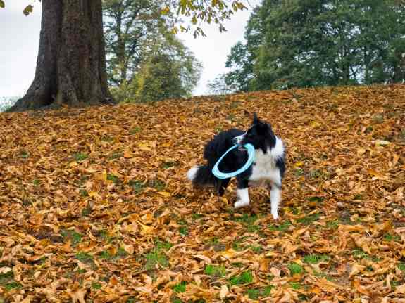 A Border Collie on brown leaves in Autumn in a wood, holding a Frisbee in its mouth