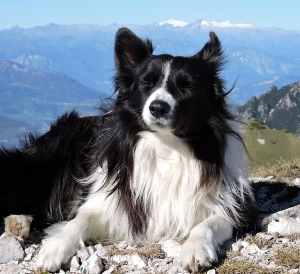 A Border Collie lying down on rocks outdoors in the sun, on a high hillside.