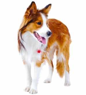 A red and white Border Collie standing, with a white background