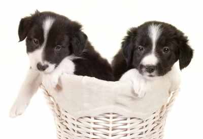 Two Border Collie Puppies in a white straw basket, against a white background.