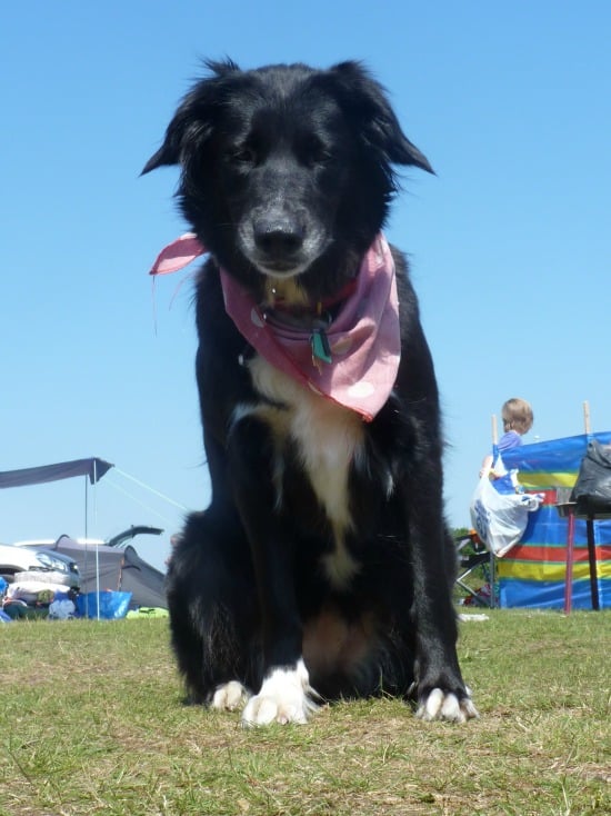 Border Collie Lilly