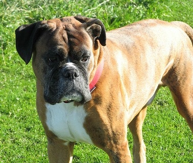 A Boxer Dog standing on grass in the sunshine.