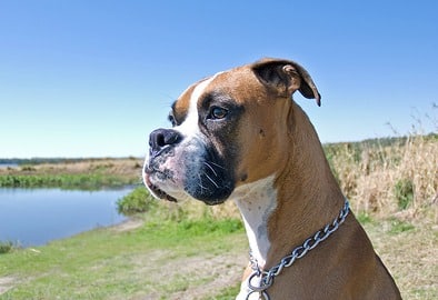 A boxer dog sitting down, looking out to sea attentively, with blue sky in the background.