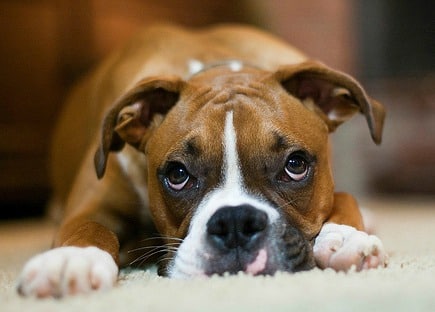 A boxer dog lying down on a white rug, looking up at the camera.