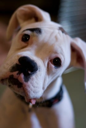 A boxer dog face very close up to the camera.