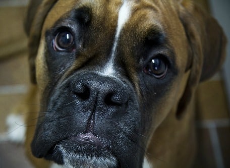 An extreme close-up of the head of a boxer dog