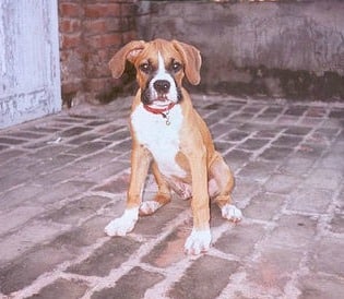 A boxer dog puppy sitting down in a brick yard.