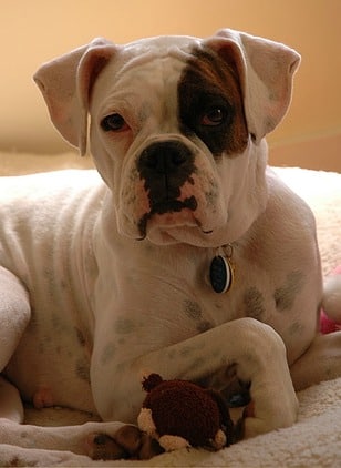 A white boxer dog with a black eye patch lying down in a dog bed, looking at the camera.