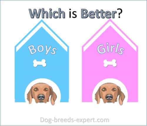 Graphic asking if a male dog or a female dog is better