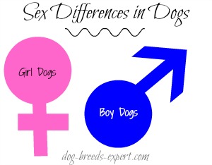 Boy or Girl Dog graphic:  Choose the Correct Gender For You