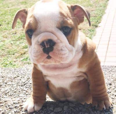 A Bulldog puppy sitting on a path outdoors on a sunny day.