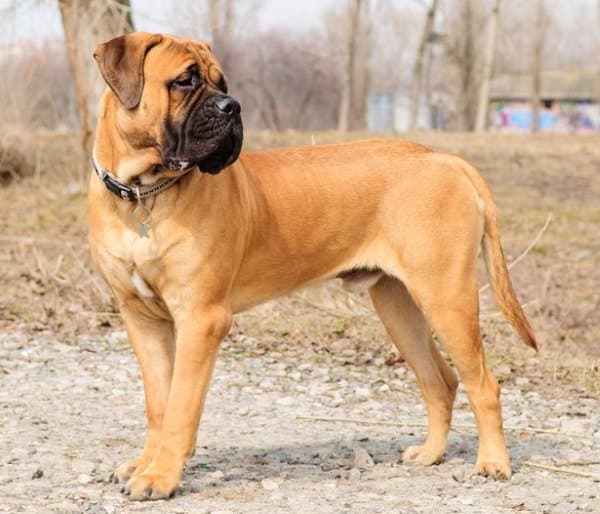 A Bullmastiff standing sideways to the camera in a wood on an autumn day, looking back over its shoulder.