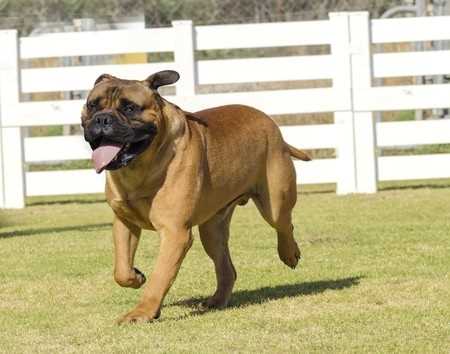 A Bullmastiff running on grass with a white fence in the background