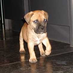 A Bullmastiff Puppy standing against a black background