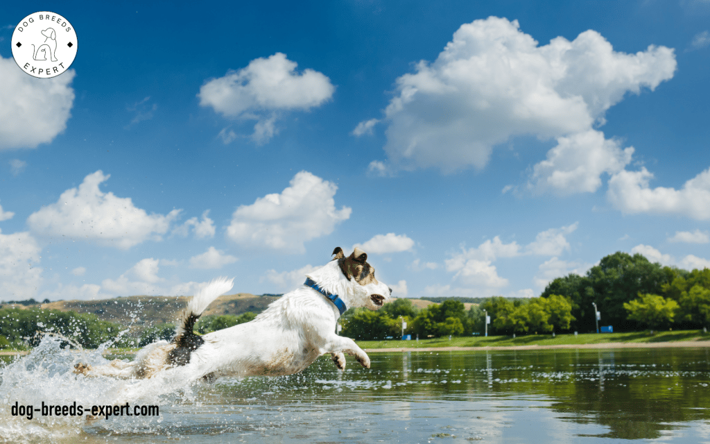 Happy dog in water