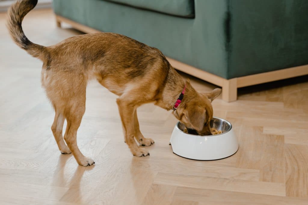 Dog eating from bowl