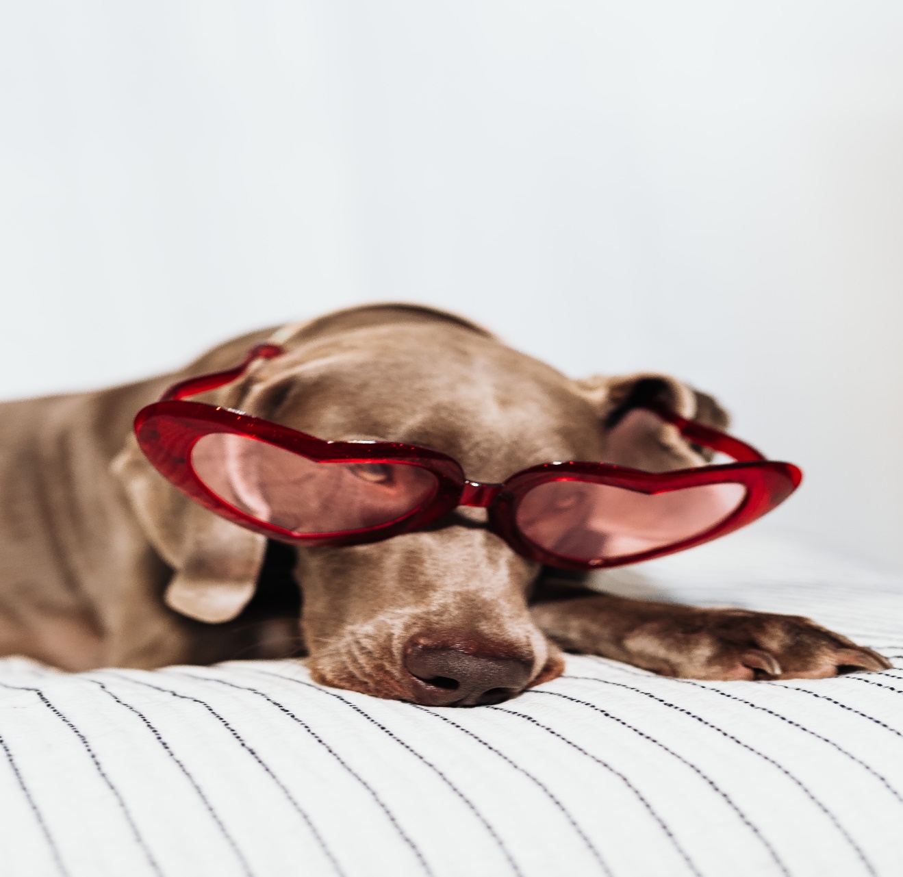 Dog with heart glasses