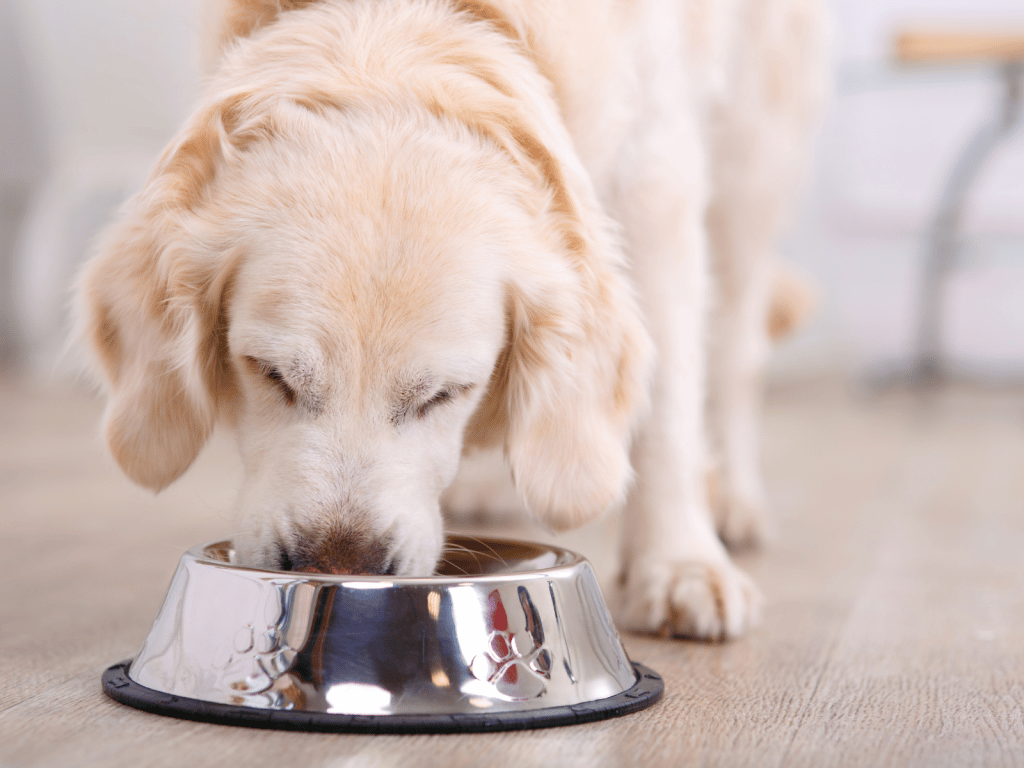 Golden retriever eating crab meat