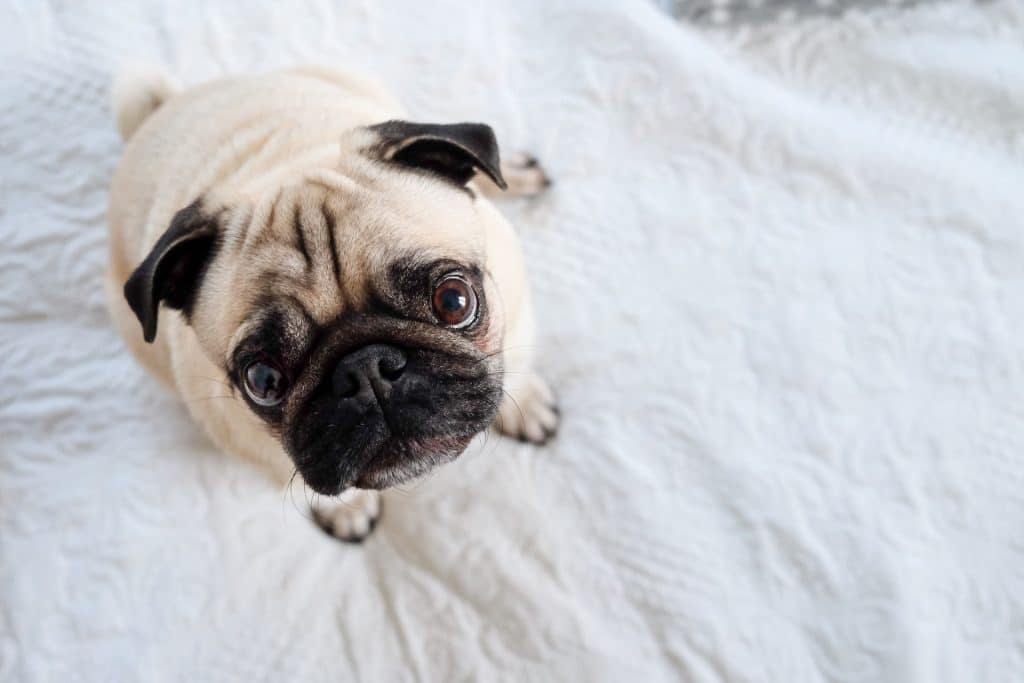 Cutest Pug Begging