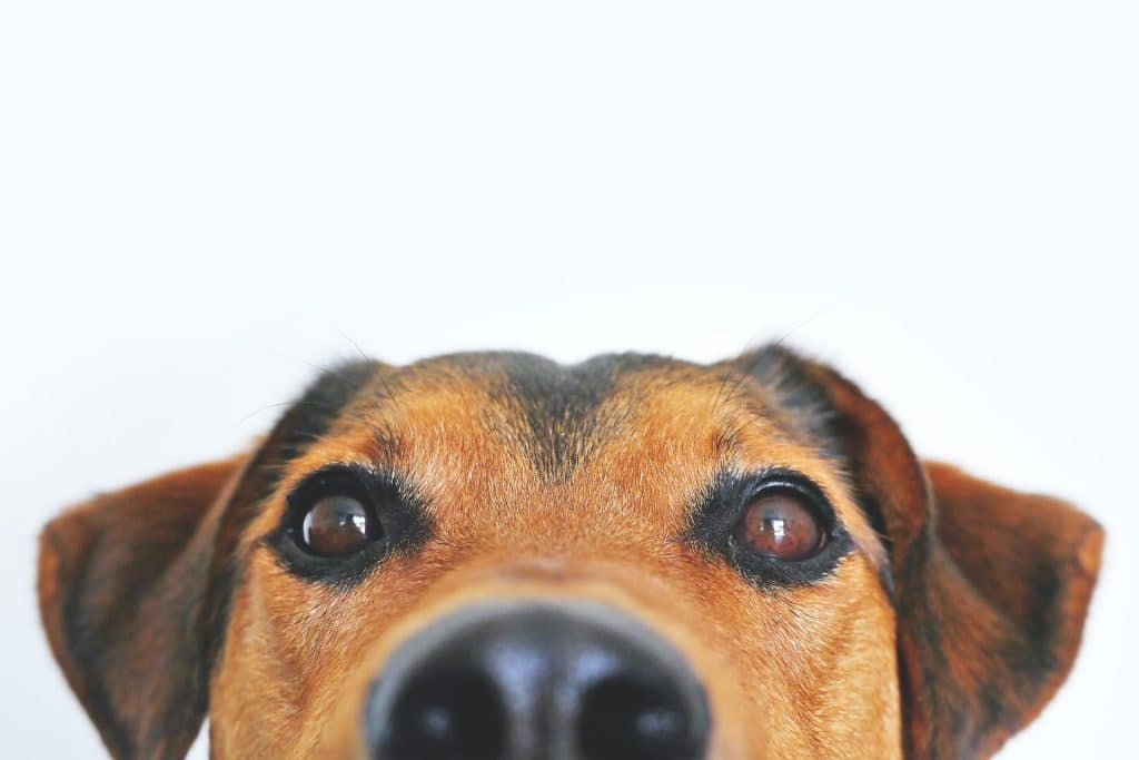 Happy Dog Closeup