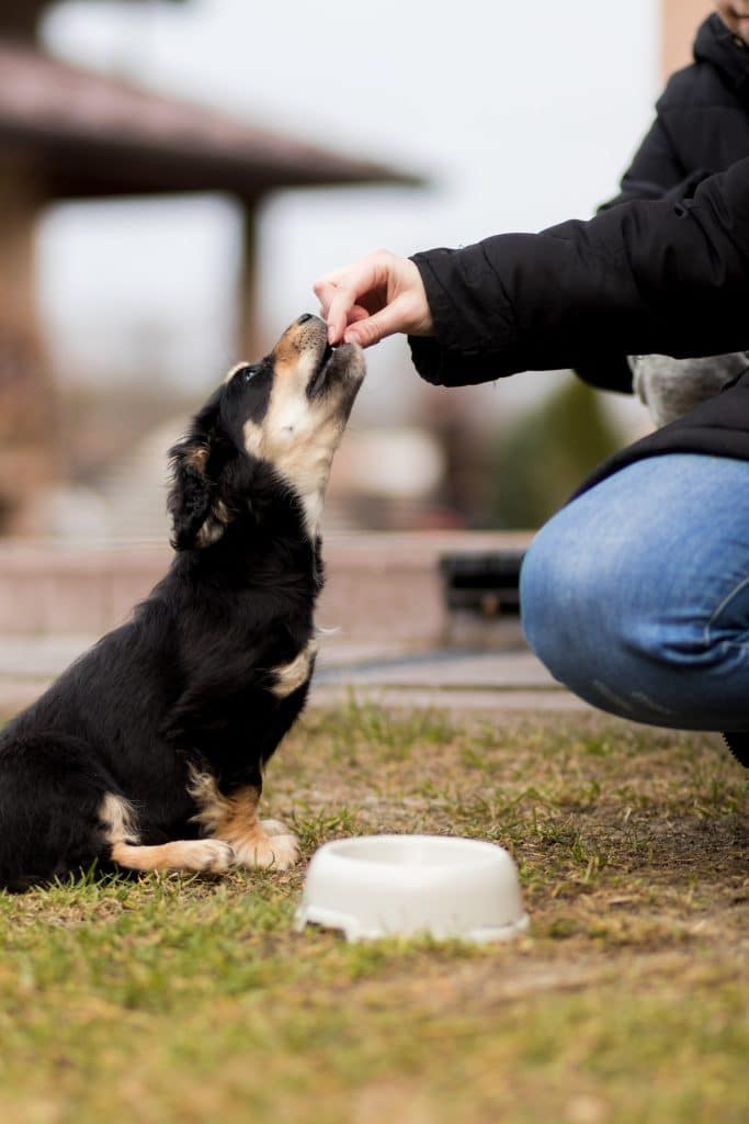 Dog Eating Honedew Melon