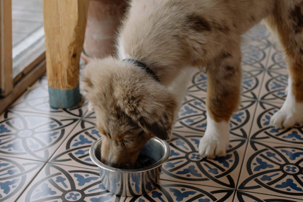 Dog eating jasmine rice