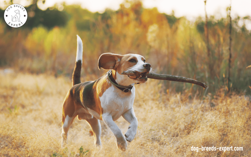 Happy running beagle with stick