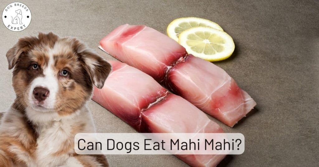 Can Dogs Eat Mahi Mahi? Nutritional Facts