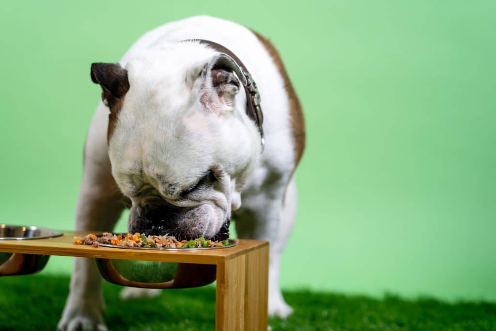 Bulldog eating minced meat